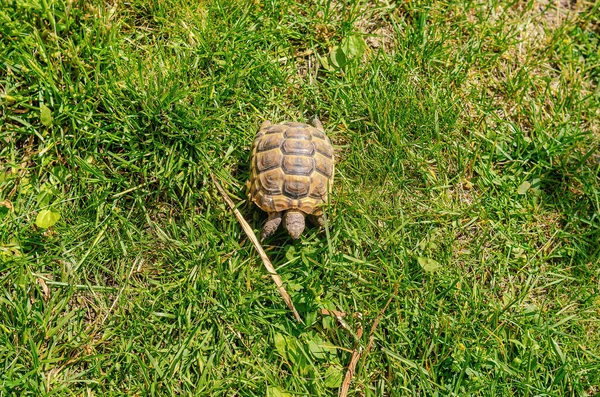 Turtle Eats Green Leaf Turtle Grass Terrestrial Spotted Brown Turtle — Foto de Stock