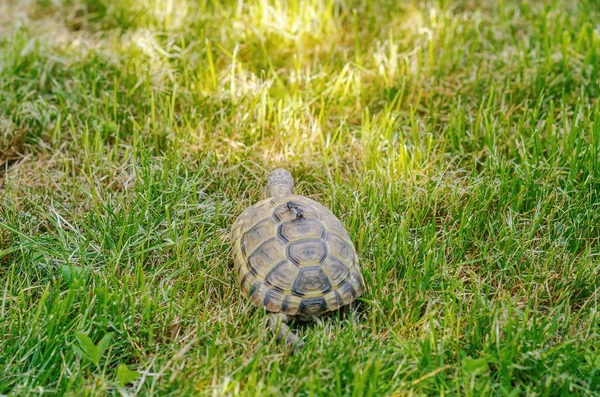 Land Small Turtle Mown Dry Grass Turtle Nature — Fotografia de Stock