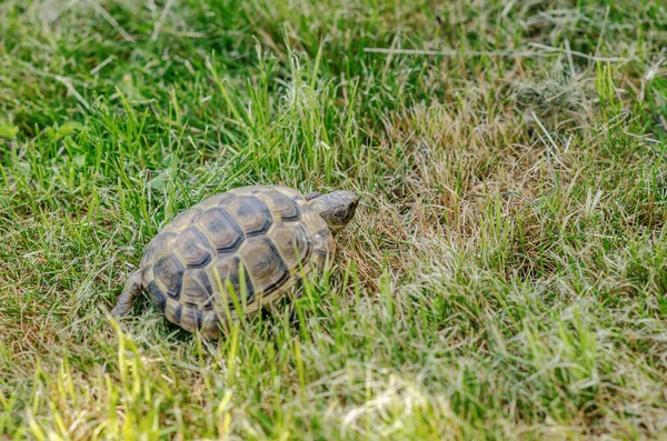 Land Small Turtle Mown Dry Grass Turtle Nature — Fotografia de Stock