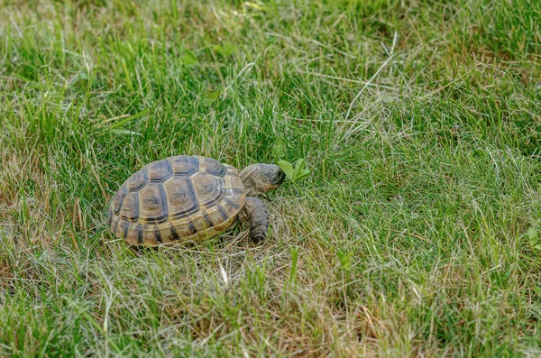 Land Small Turtle Mown Dry Grass Turtle Nature — 스톡 사진