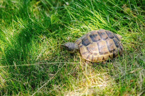 Sun Rays Illuminate Turtle Land Small Turtle Mown Dry Grass — 스톡 사진