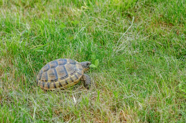 Greek Tortoise Eats Green Leaf Land Small Turtle Mown Dry — Fotografia de Stock