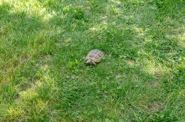 Turtle Grass Terrestrial Spotted Brown Turtle Green Plants Garden — Stockfoto