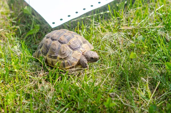 Griechische Schildkröte Auf Gras Neben Weißem Blatt Papier Seitenansicht Von — Stockfoto