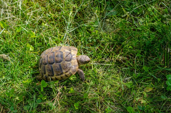 Terra Pequena Tartaruga Entre Grama Seca Cortada Tartaruga Natureza — Fotografia de Stock