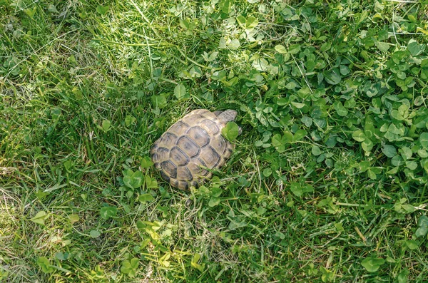 Turtle Grass Terrestrial Spotted Brown Turtle Green Plants Garden — Foto de Stock