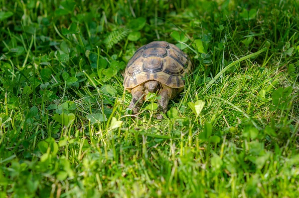 Photo Cute Turtle Sitting Greenery Greek Tortoise Stuck Its Front — Stockfoto