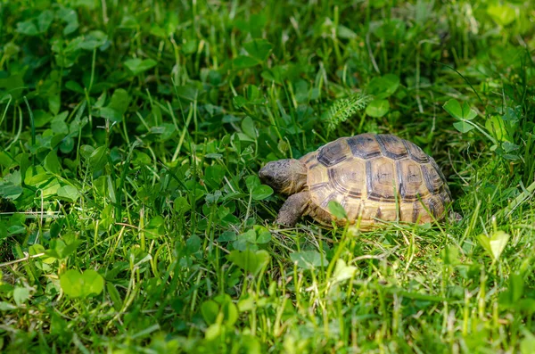 Turtle Grass Terrestrial Spotted Brown Turtle Green Plants Garden Side — Stockfoto