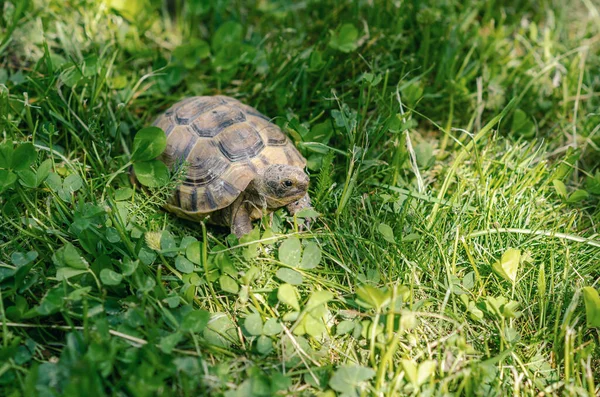 Żółw Słoneczny Ogrodzie Siedzi Zielonej Trawie Żółw Lądowy — Zdjęcie stockowe