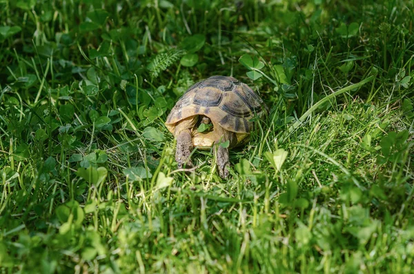 Řecká Želva Schovala Hlavu Vystrčila Přední Tlapy Skořápky Snědla List — Stock fotografie