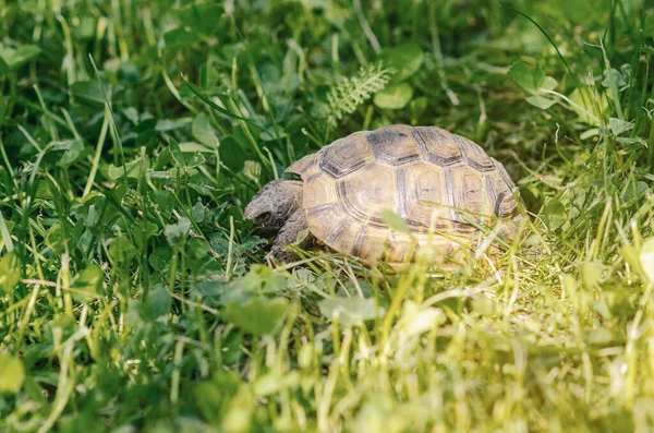 Spotted Brown Tortoise Turtles Park Summer Bright Landscape Blurred Background — Stock fotografie