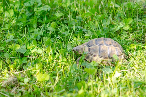 Греческая Черепаха Ест Зелёный Лист Питание Черепах Боковой Вид Черепахи — стоковое фото