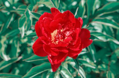 Kırmızı şakayık çiçeği. Yeşil yapraklı sarı merkezli, kokulu kırmızı yapraklar..