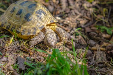 Reproduction of turtles at home. Aviary for turtles with natural habitat