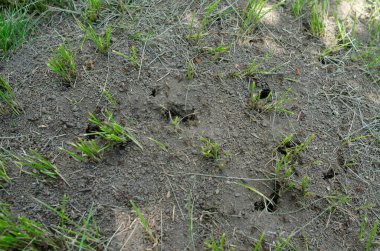 Hamster yuvaları, fareler, yerde benler. Alan haşere kontrolü