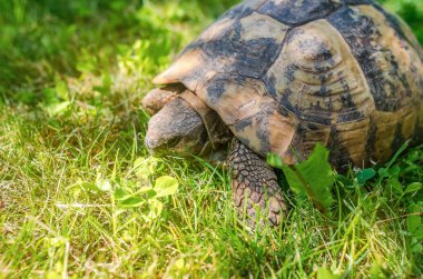 Spotted brown tortoise shell close up. Turtles in park. Summer bright landscape.