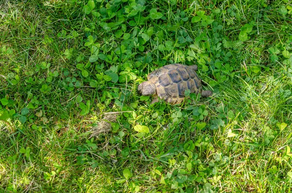 Sunlit Tortoise Slowly Moves Its Paws Green Grass Top View — Stockfoto