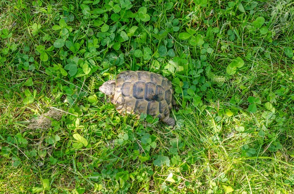 Sunlit Tortoise Slowly Moves Its Paws Green Grass Top View — Fotografia de Stock