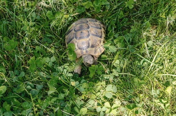 Greek Turtle Eats Green Leaf Nutrition Turtles Top View Turtle — ストック写真