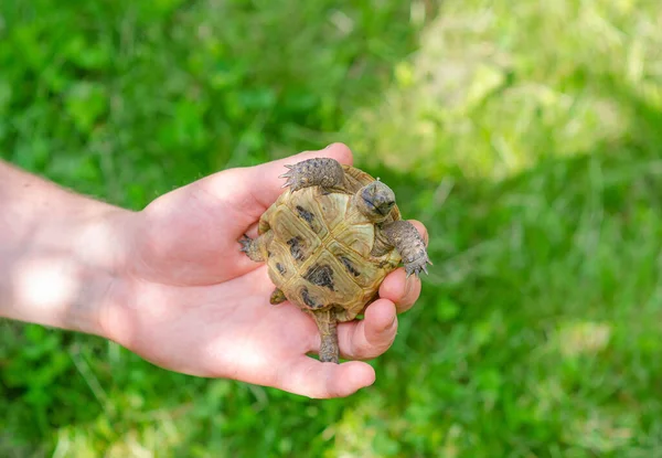 Little Turtle Male Hands Bottom View Turtle Blurred Background — Fotografia de Stock