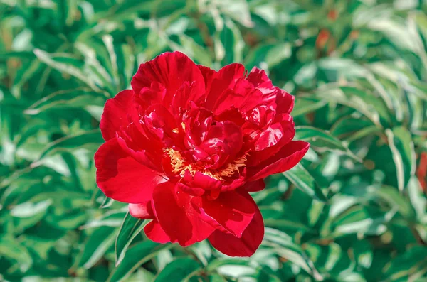 Czerwony Kwiat Piwonii Pachnące Czerwone Płatki Żółtym Środkiem Ramach Zielonych — Zdjęcie stockowe