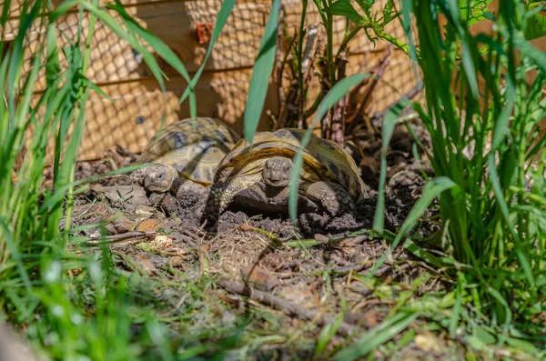 Griechische Schildkröten Der Voliere Geschlossenes Natürliches Umfeld Für Hausschildkröten Zuchtschildkröten — Stockfoto