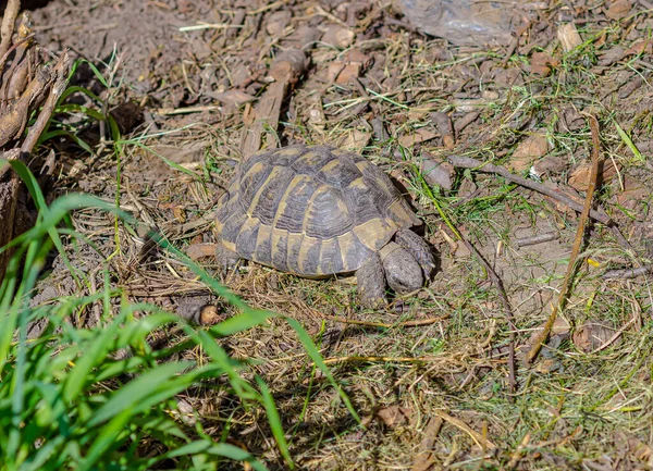 Griechische Schildkröten Der Voliere Geschlossenes Natürliches Umfeld Für Hausschildkröten Zuchtschildkröten — Stockfoto