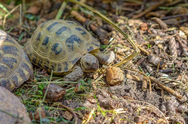 Greek Turtles Aviary Enclosed Natural Environment Domestic Turtles Breeding Turtles — Fotografia de Stock