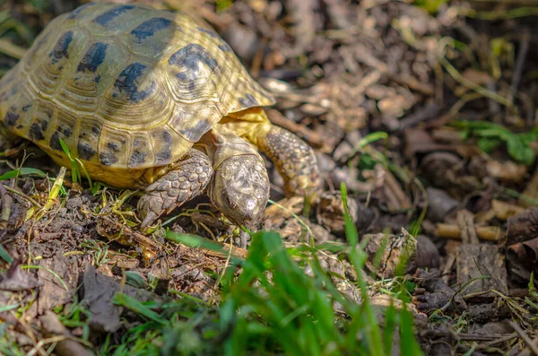 Reproduction Turtles Home Aviary Turtles Natural Habitat — Stockfoto