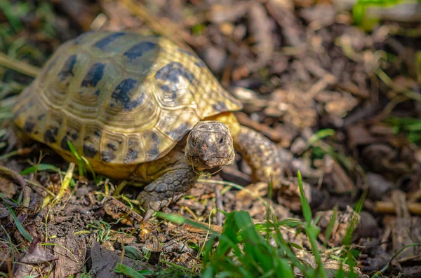 Greek Turtles Aviary Enclosed Natural Environment Domestic Turtles Breeding Turtles — Fotografia de Stock