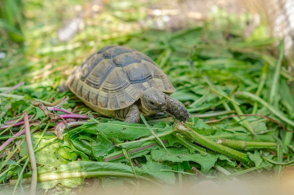 Nutrition Turtles Front View Turtle Green Plants — Stockfoto