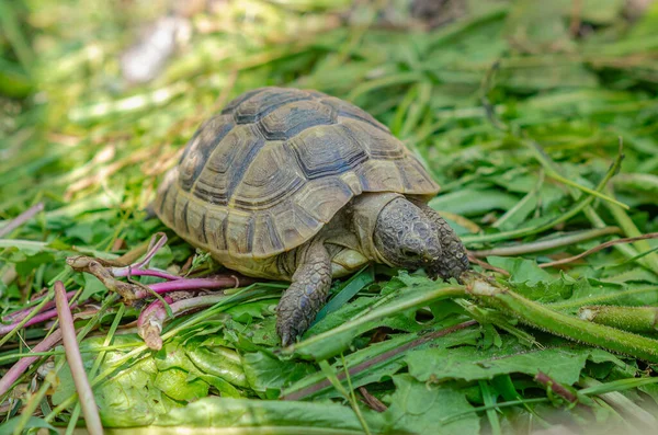Sunlit Tortoise Slowly Moves Its Paws Green Plants Bright Summer — Stockfoto