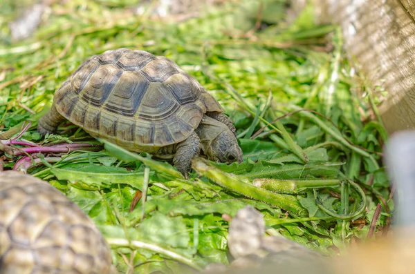 Vista Lateral Una Linda Tortuga Sentada Aviario Tortuga Griega Sacó —  Fotos de Stock