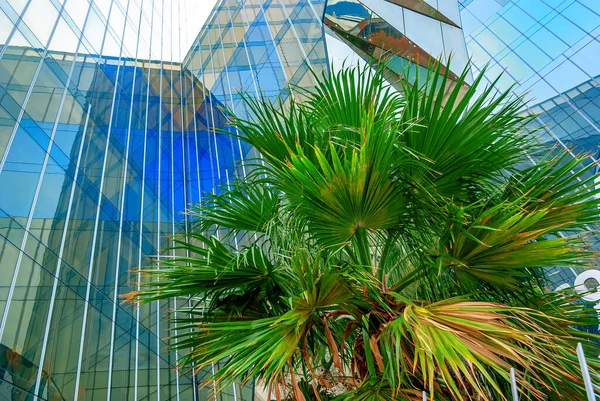 Green palm leaves on background of a modern glass facade of the office. Urban landscape