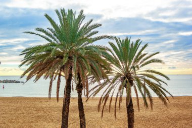 Green palm trees on a sandy beach by sea