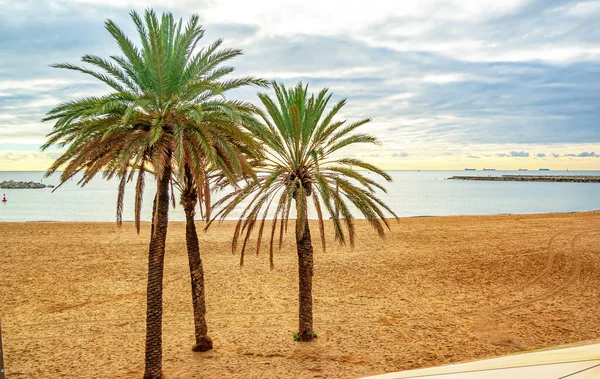 Green Palm Trees Sandy Beach Sea — ストック写真