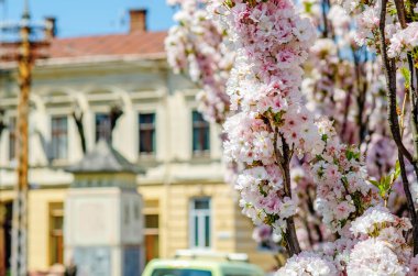 İlkbaharda şehrin arka planında kiraz çiçekleri açar.