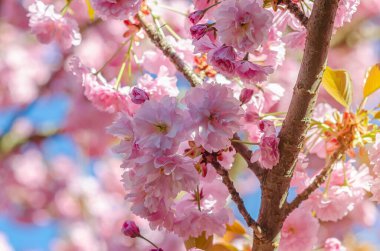 Baharda şehrin dallarında Japon kirazından pembe sakura çiçekleri.