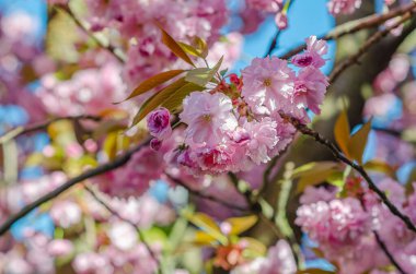 Baharda şehrin dallarında Japon kirazından pembe sakura çiçekleri.