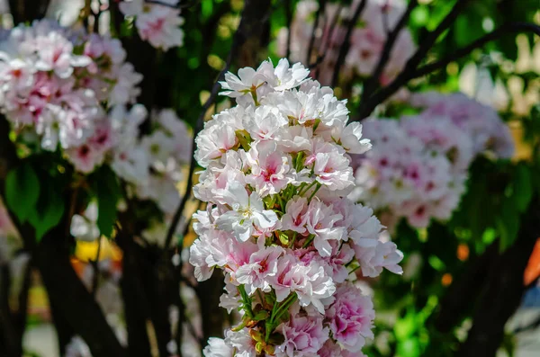 Cherry Blossoms Trees City — Foto Stock