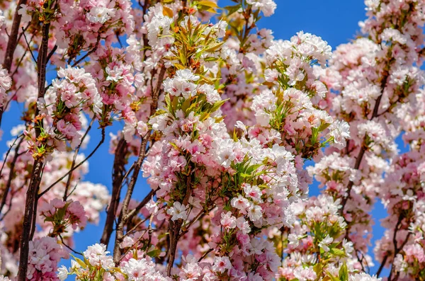 Cherry Blossoms City Pink Flowers Branches —  Fotos de Stock