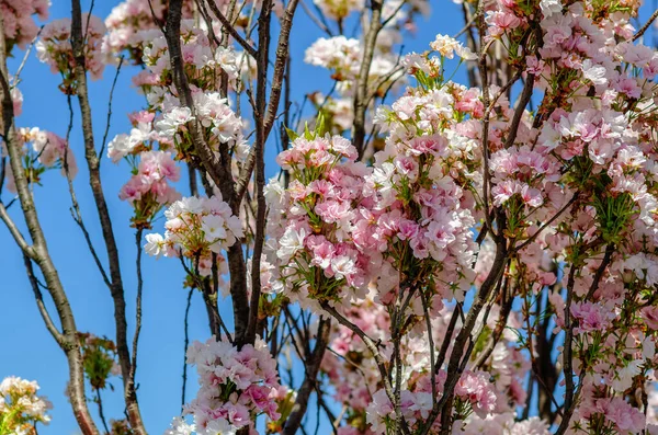 Cherry Blossoms City Pink Flowers Branches — Foto de Stock
