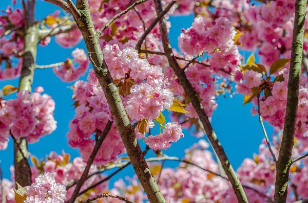 Cherry Blossoms City Pink Flowers Branches — Foto de Stock