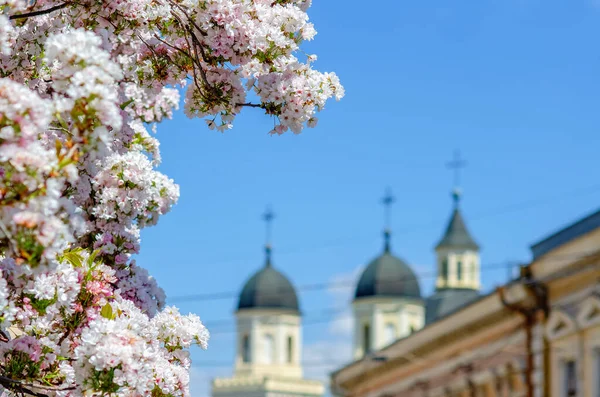Cherry Blossoms Spring Background City — Fotografia de Stock