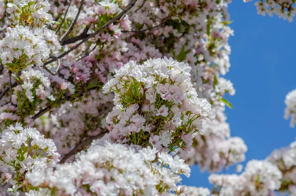 Pink Sakura Flowers Japanese Cherry Branches City Spring — Foto de Stock