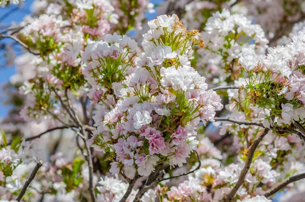 Pink Sakura Flowers Japanese Cherry Branches City Spring — Foto de Stock