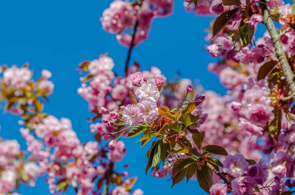 Pink Sakura Flowers Japanese Cherry Branches City Spring — Foto de Stock