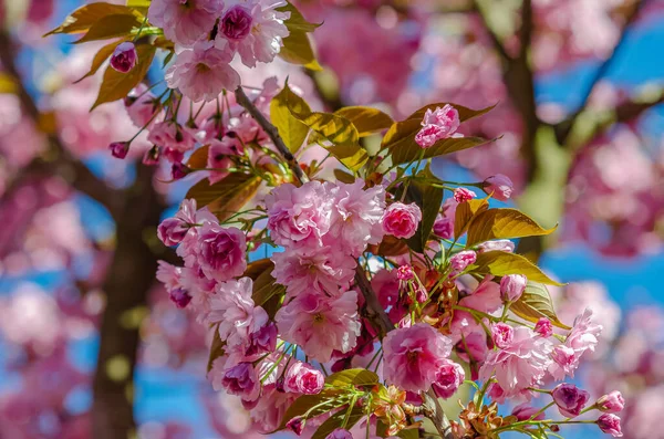 Pink Sakura Flowers Japanese Cherry Branches City Spring — Foto de Stock