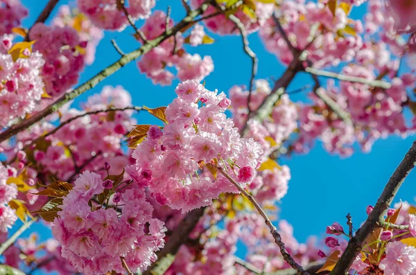 Cherry Blossoms City Pink Flowers Branches — Foto de Stock