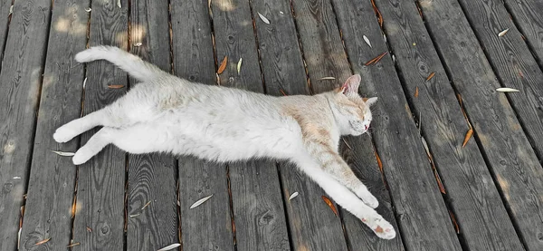 Cat Light Fur Lies Wooden Floor — Zdjęcie stockowe